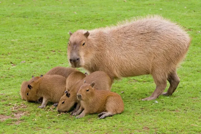 Framed Print : Capybara with Young Print - Hydrochoerus hydrochaeris Framed Print : Capybara with Young Print - Hydrochoerus hydrochaeris