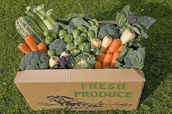 Cardboard box of fresh locally grown vegetables including cauliflower, cabbage, carrots, srouts, purple sprouting, parsnips and marrow