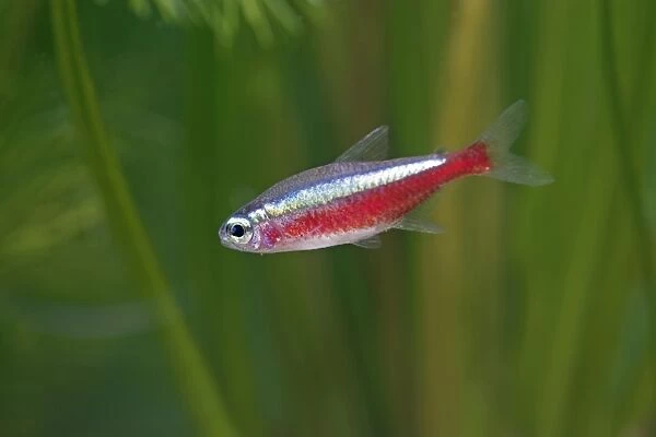 Cardinal Tetra – side view by weeds,s America UK