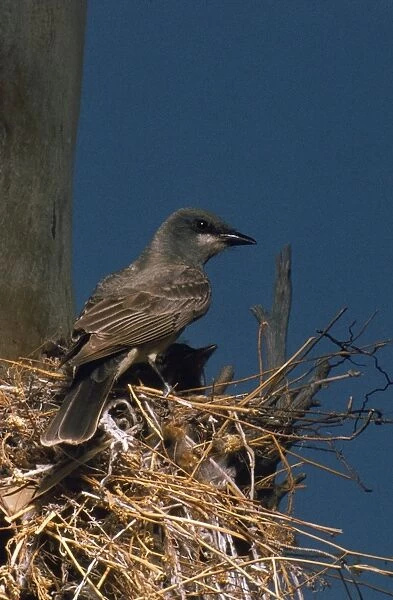 Cassin's Kingbird - at nest