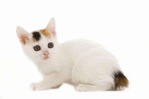 Cat - 8 week old Japanese Bobtail kitten in studio