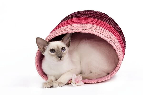 Cat - Balinese - Kitten curled up in pink basket