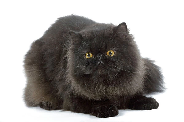 Cat - Black Persian