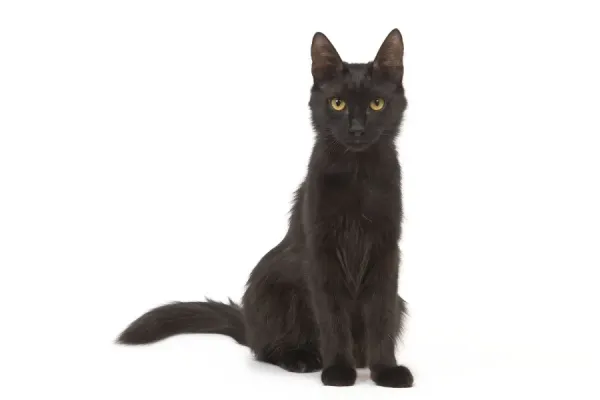 Cat - Black Turkish Angora in studio