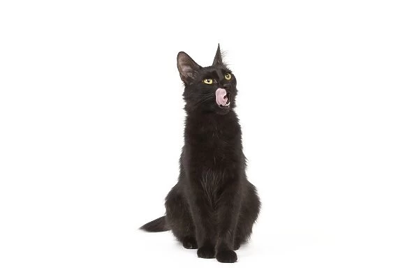 Cat - Black Turkish Angora in studio licking lips