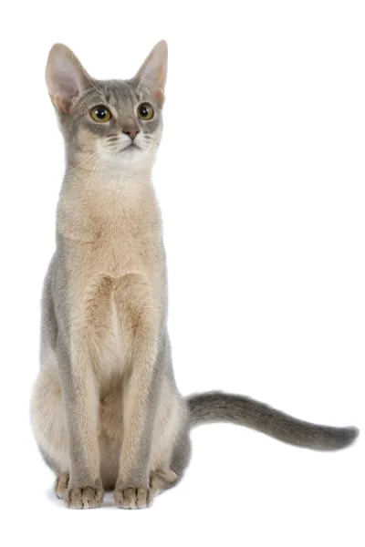 Blue shop abyssinian cat
