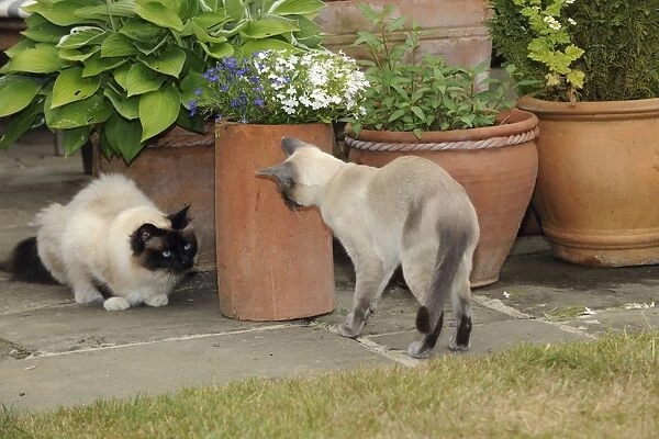 CAT. Blue point siamese cat looking at an oriental cat