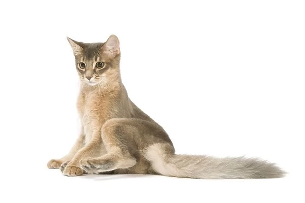 Cat - Blue Somali  /  long-haired Abyssinian in studio