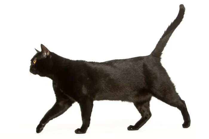 Framed Print : Bombay Cat Print - Side View Framed Print : Bombay Cat Print - Side View