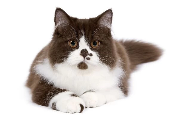 Cat - British long haired kitten