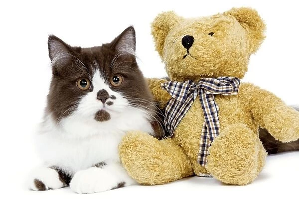 Cat - British long haired kitten with teddy bear