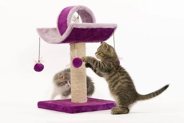 Cat - British longhair - 8 week old kitten playing on cat activity centre  /  scratch post