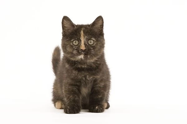Cat - British Shorthair - 8 week old kitten