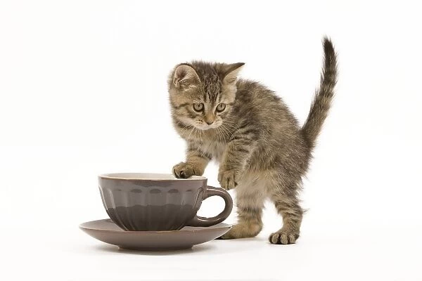 Cat - British Shorthair - 8 week old kitten climbing on teacup & saucer