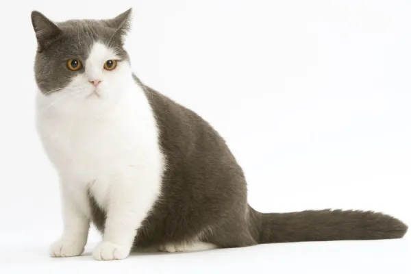 Cat - British shorthair bicolor white and blue in studio