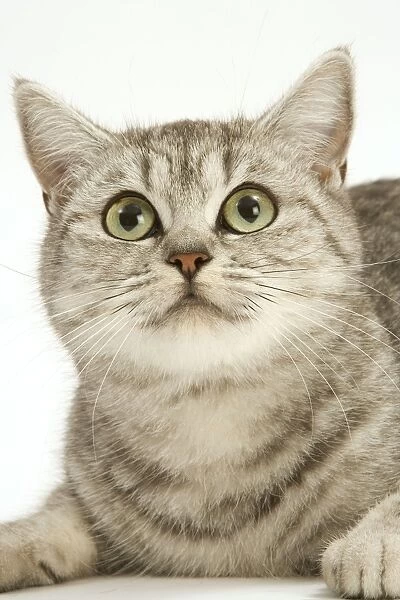 Cat - British shorthair kitten in studio
