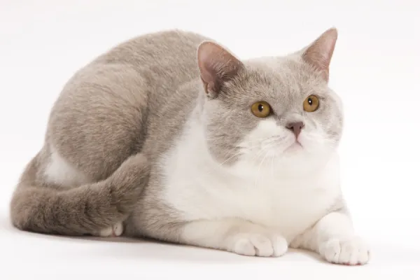 Cat - British Shorthair Lilac & white in studio