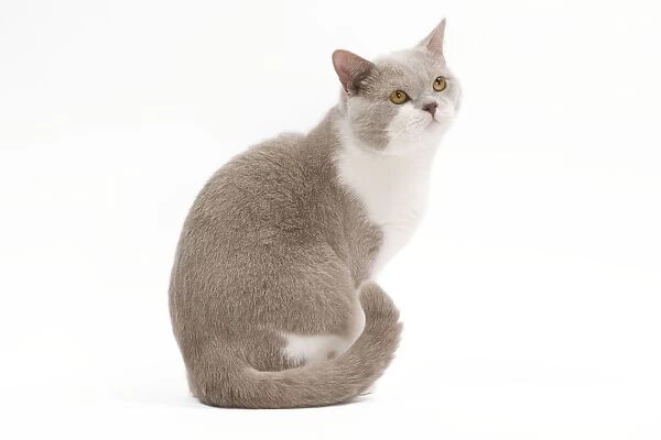 Cat - British Shorthair Lilac & white in studio