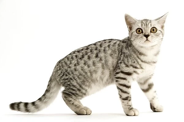Cat - British shorthair silver spotted kitten in studio
