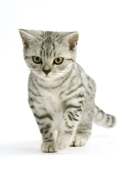 Cat - British shorthair - silver tabby spotted in studio - kitten