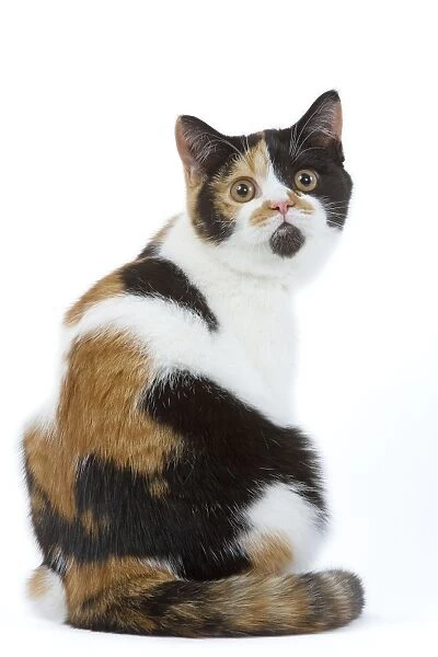 Cat - British shorthair - tortoiseshell & white