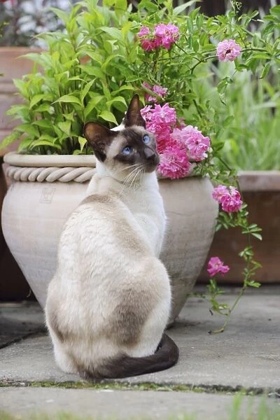 CAT. Chocolate point siamese cat sitting in front of a flower pot