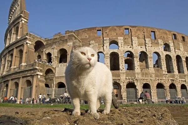 Cat - in front of the Colosseum - Rome - Italy