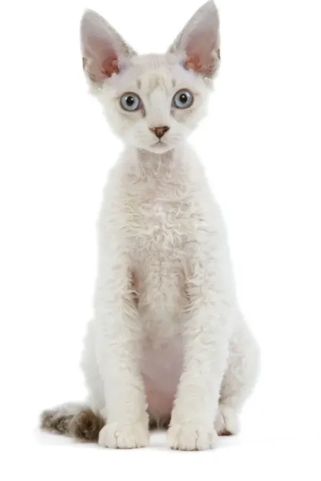 Framed Print : Devon Rex Silver Seal Tabby Print LA-8476 Framed Print : Devon Rex Silver Seal Tabby Print LA-8476