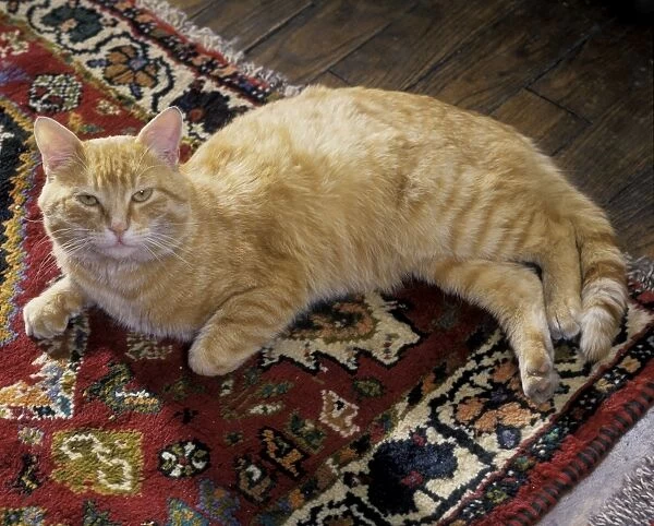 Cat - European Ginger Cat