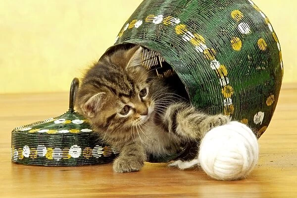 Cat - European Shorthair Brown Tabby - Kitten playing