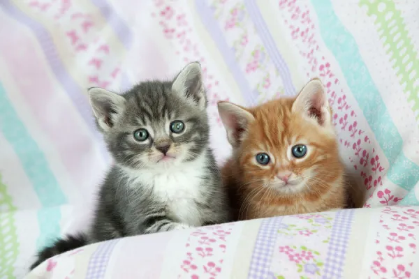 Cat - Ginger and Grey Tabby kittens