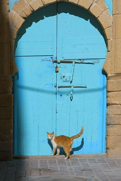 Cat - ginger & white by blue doors. Morocco