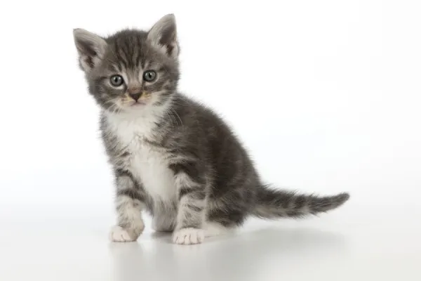 Cat - Grey Tabby kitten