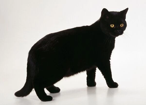 Cat JD 14723 British shorthair black Cat © John Daniels  /  ARDEA LONDON