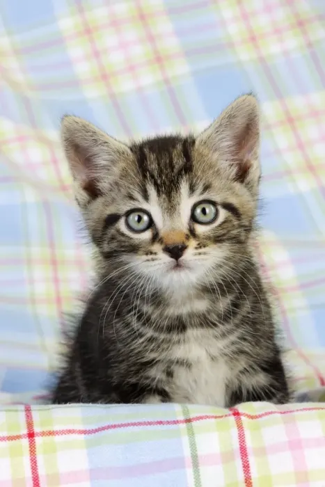 Framed Print : Cat. Kitten (7 weeks old) Print by Ardea Framed Print : Cat. Kitten (7 weeks old) Print by Ardea