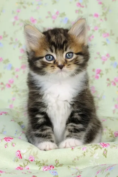 Framed Print : Cat Kitten 7 Weeks Old Print Framed Print : Cat Kitten 7 Weeks Old Print