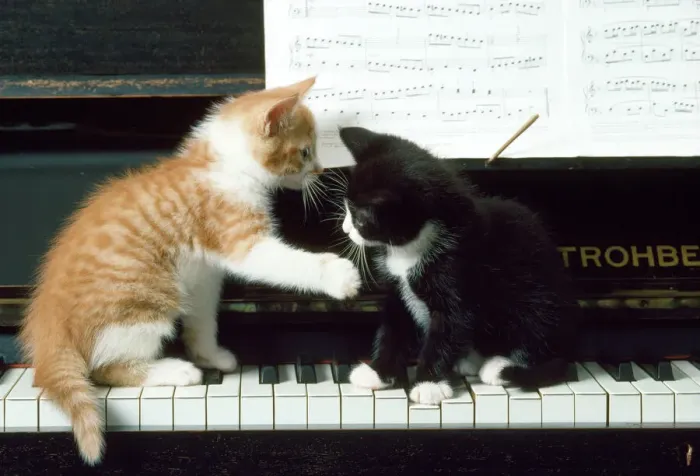 Framed Print : Cat - Kittens on Piano Print Framed Print : Cat - Kittens on Piano Print