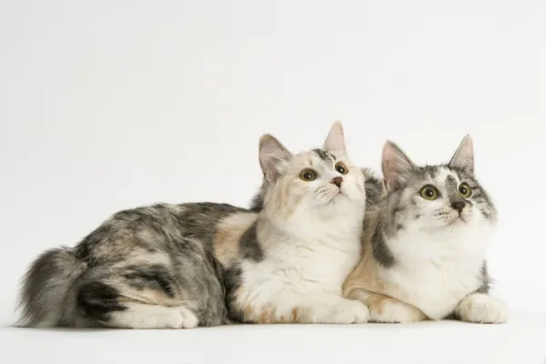 Cat - Kurilian bobtail tortie & white in studio