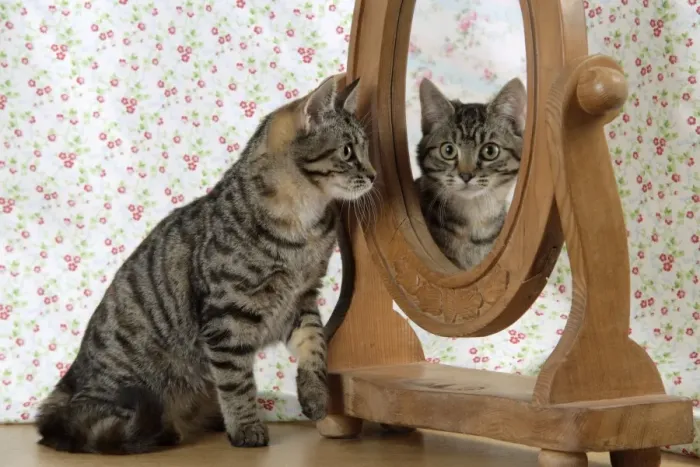 Framed Print : Cat looking in a mirror Print Framed Print : Cat looking in a mirror Print