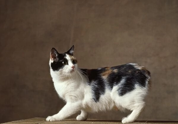 Cat - Manx Cat - Tricolour