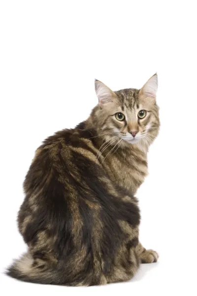 Cat - Norwegian Forest tabby