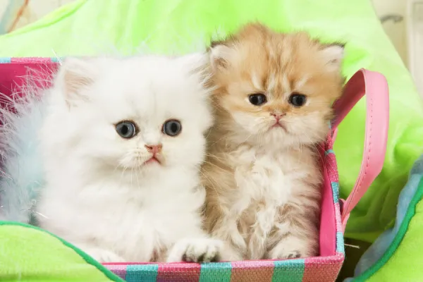 Cat - Persian kittens