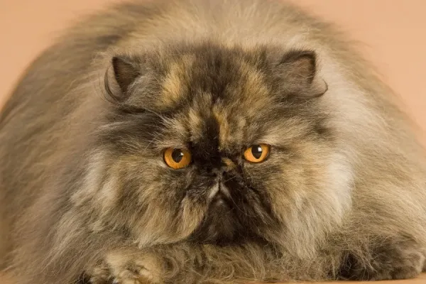 Ardea Wildlife Print: Persian Tortoiseshell Cat Art