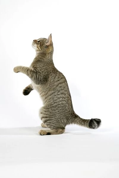 Cat - Pixie-Bob standing on back legs