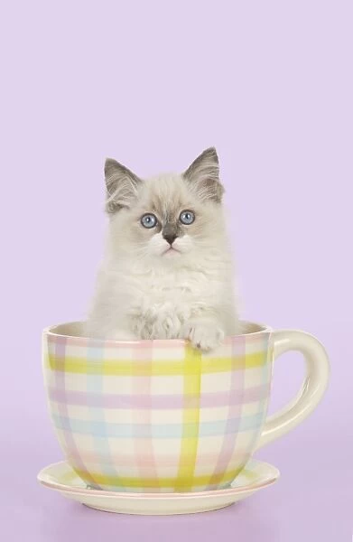 CAT - Ragdoll kitten sitting in tea cup Digital Manipulation: colour background from white