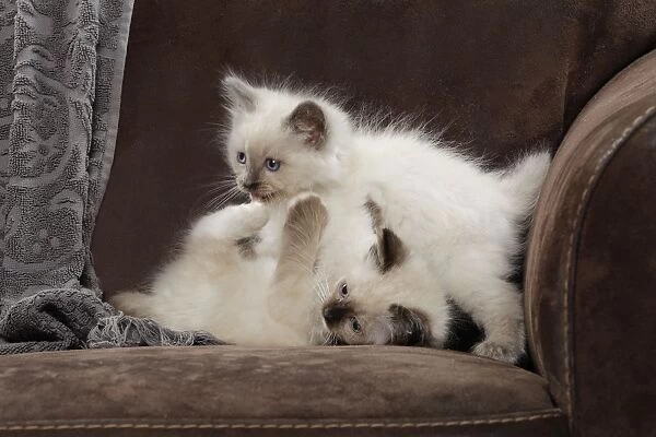 Cat - two Ragdoll kittens playing