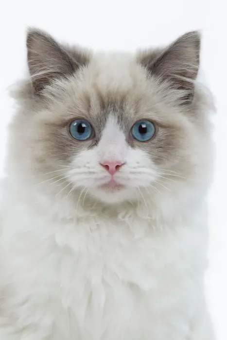 Framed Print : Ragdoll Cat Print (LA-8323) Framed Print : Ragdoll Cat Print (LA-8323)
