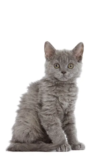 Cat - Selkirk Rex kitten in studio