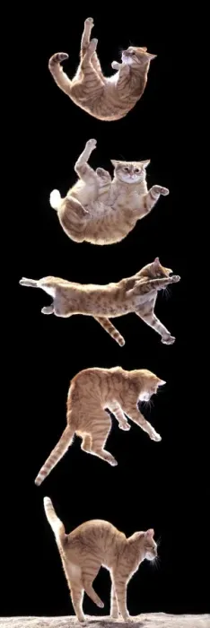 Framed Print : Falling Cat Print LA-1054-m Framed Print : Falling Cat Print LA-1054-m
