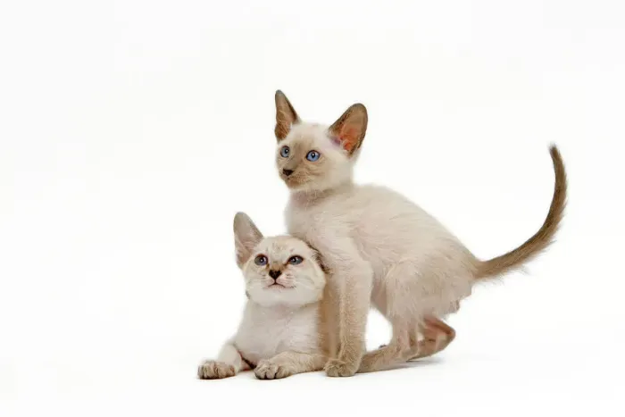 Framed Print : Siamese Cat Print - Two Kittens in Studio